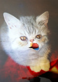 Nina Katchadourian, <i>Evil Kitten</i>, 2013, C-print