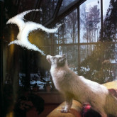 Nina Katchadourian, <i>Sugar Fox</i>, 2011, C-print
